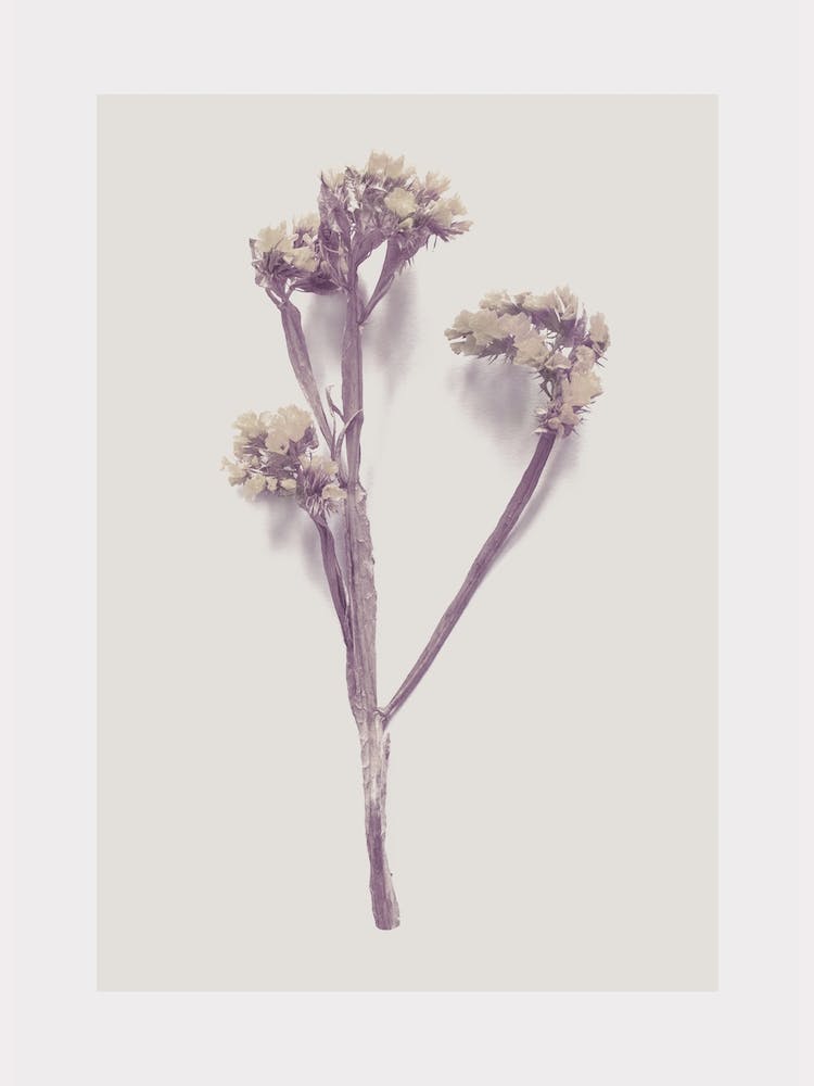 Yellow Little Flower I