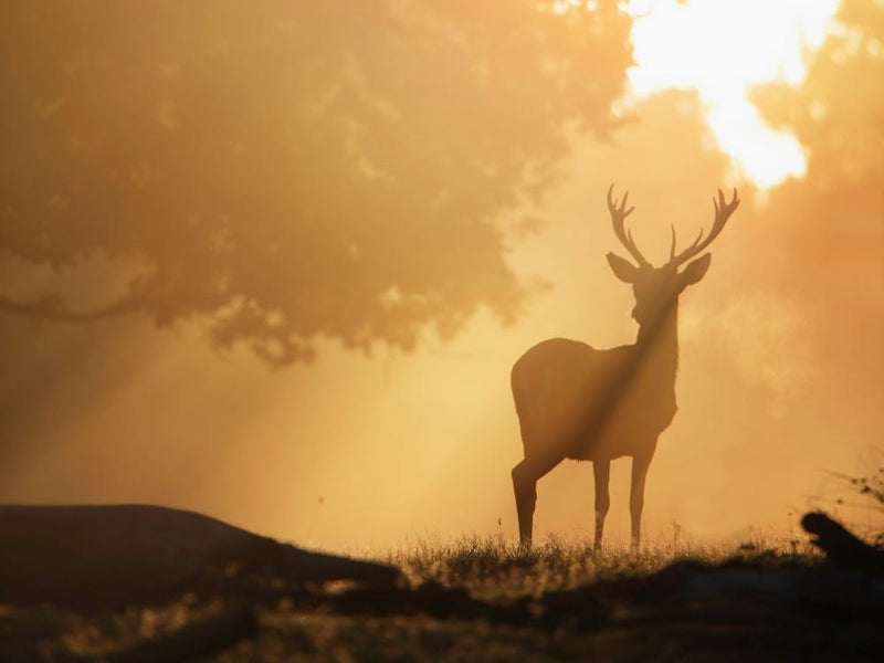 Deer Silhouette In The Woods