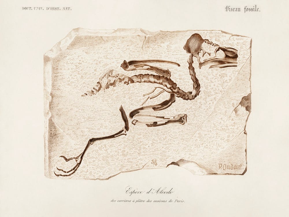 Eisvogel (Alcedo), Charles Dessalines D'Orbigny