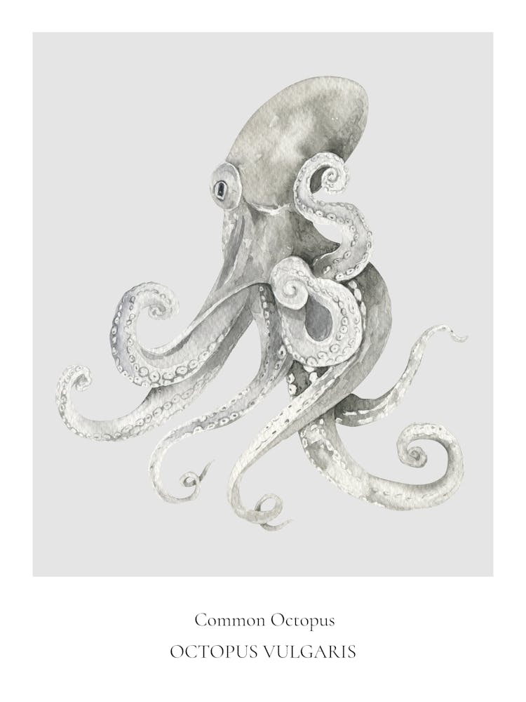 Common Octopus