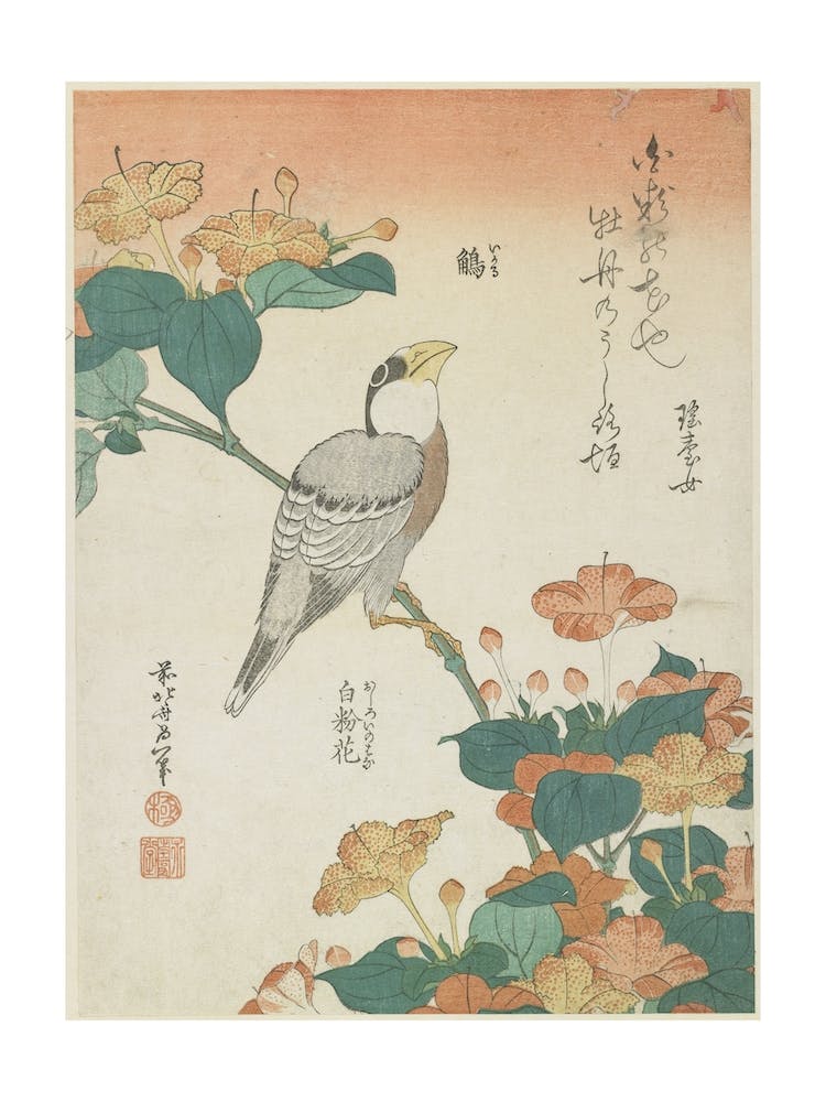 Japanese Grosbeak And Four O Clocks