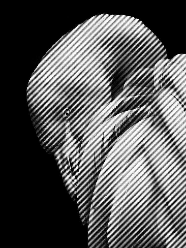 Flamingos Black and White Line Art