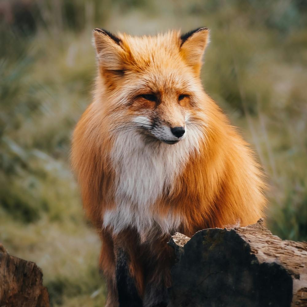 Fox In Forest