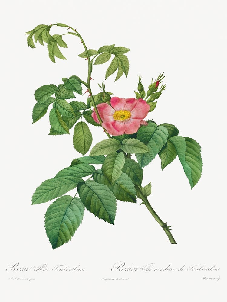 Rosa Villosa Terebenthina, Pierre Joseph Redoute