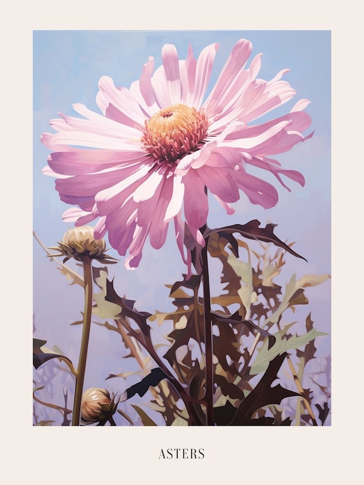 Floral Illustration Asters 3 Poster