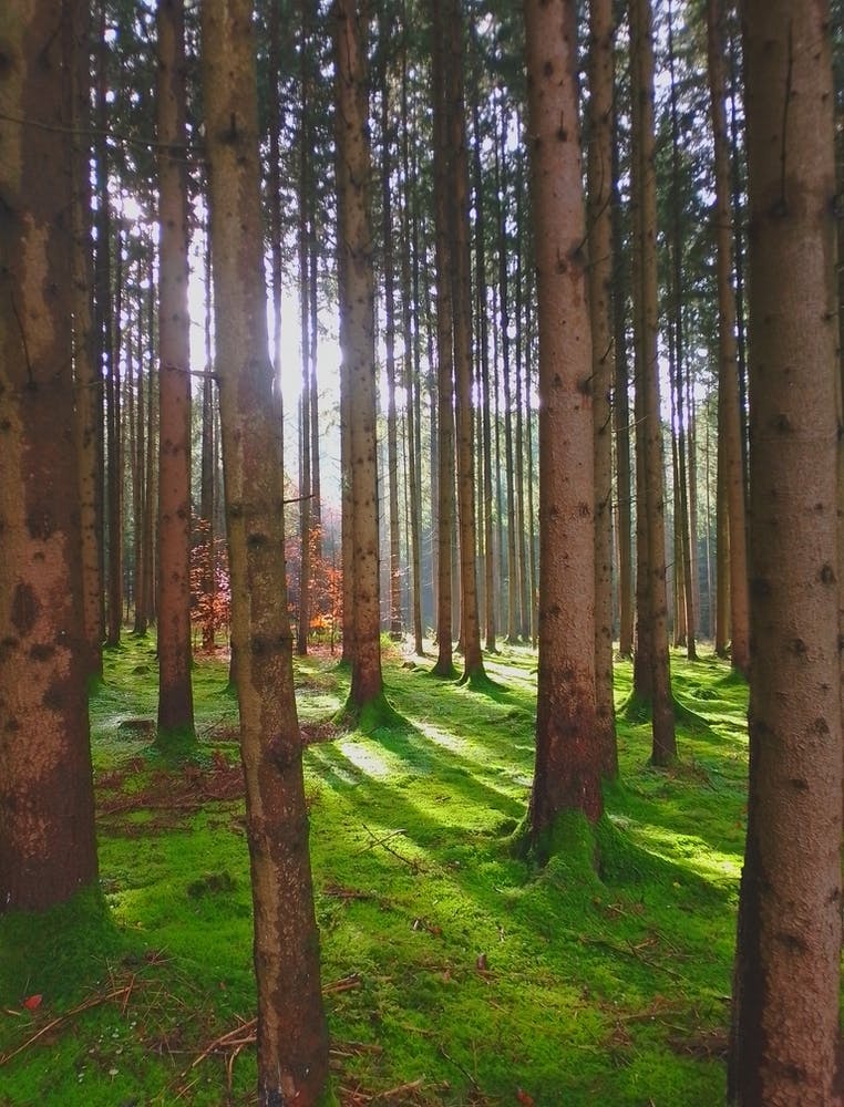 Mossy Forest
