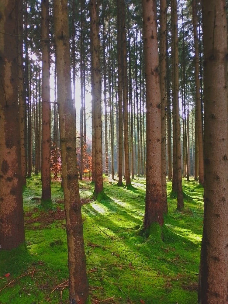 Mossy Forest
