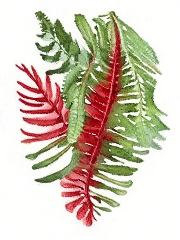 Fougère de Noël Fleur Sauvage Aquarelle 2