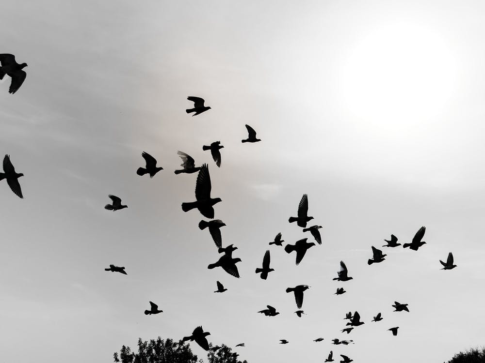 Silhouettes Of Flying Pigeons In The Skies