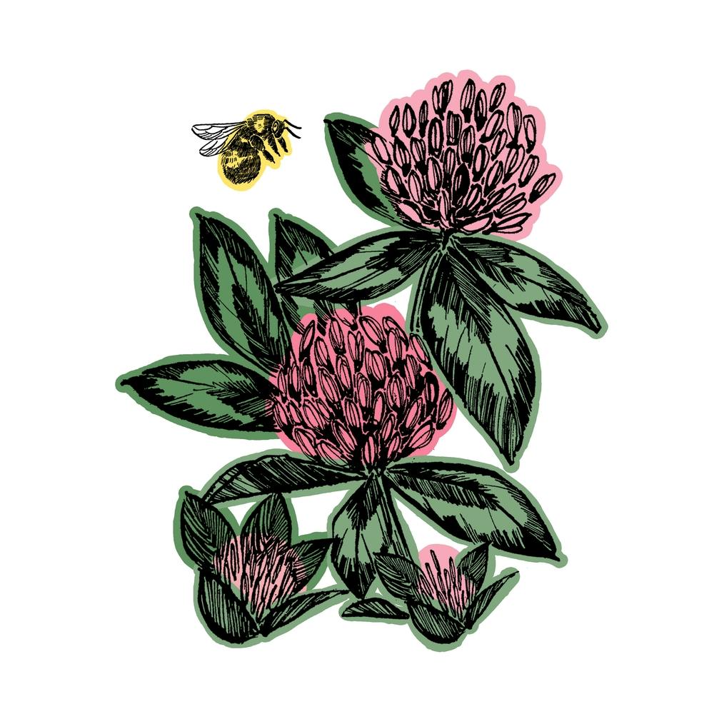 Bee Clover Flower Square