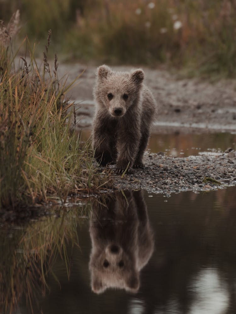 Baby Bear Reflection