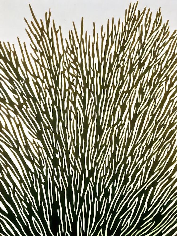 Acropora Echinata Ii Linocut