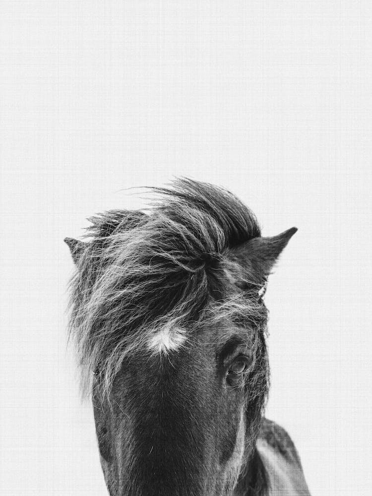 Pony Portrait