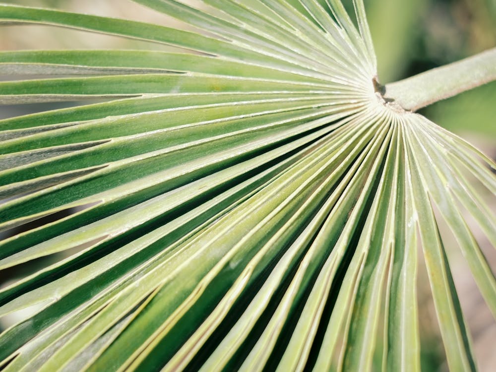 Close up Green Palm leaf // Ibiza Nature & Travel Photography