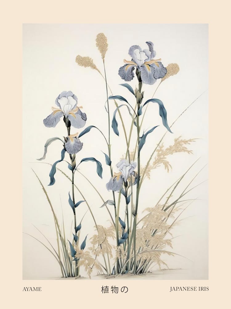 Ayame Japanese Iris 3 Vintage Japanese Botanical Poster