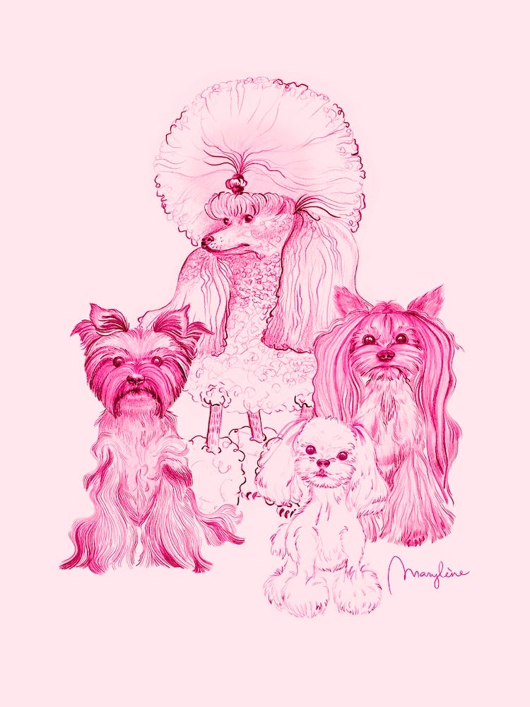 Dogs With Haircuts