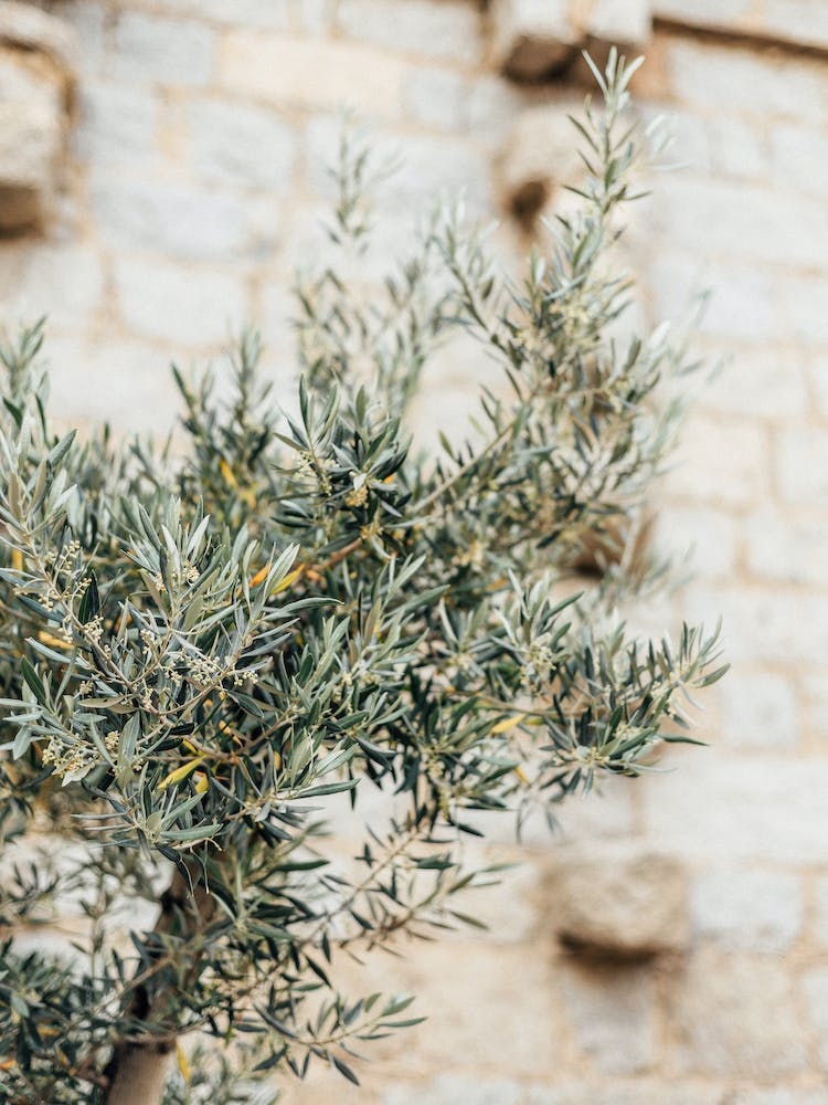 Olive Tree in France, Travel Photography France