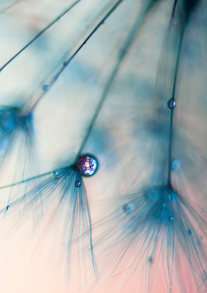 Dandelion - Droplets of Rose Pink