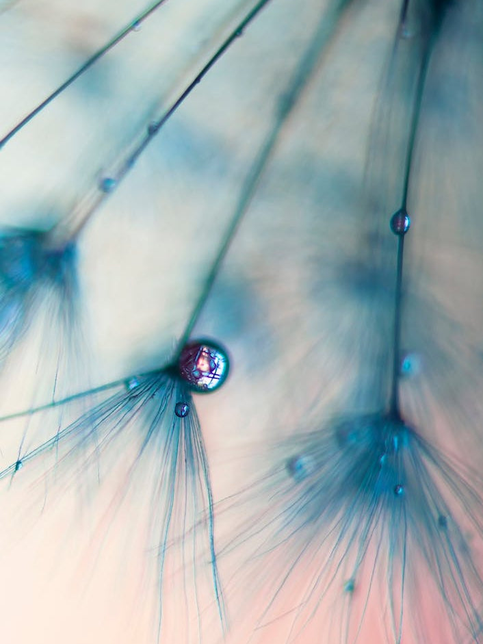Dandelion - Droplets of Rose Pink