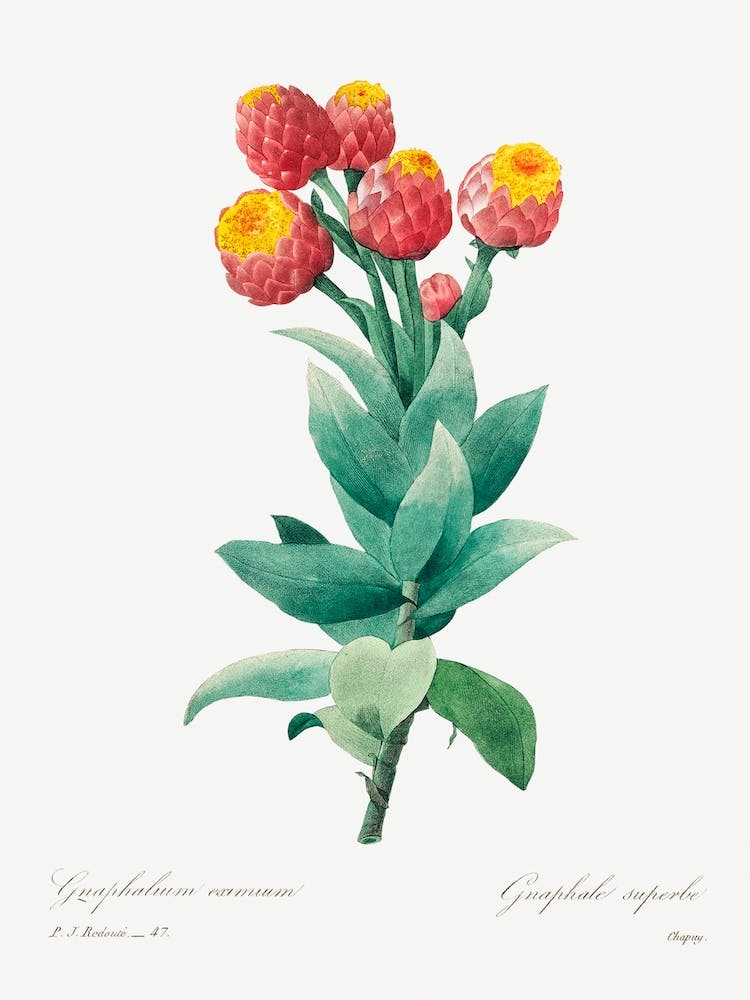 Cudweed, Pierre Joseph Redouté