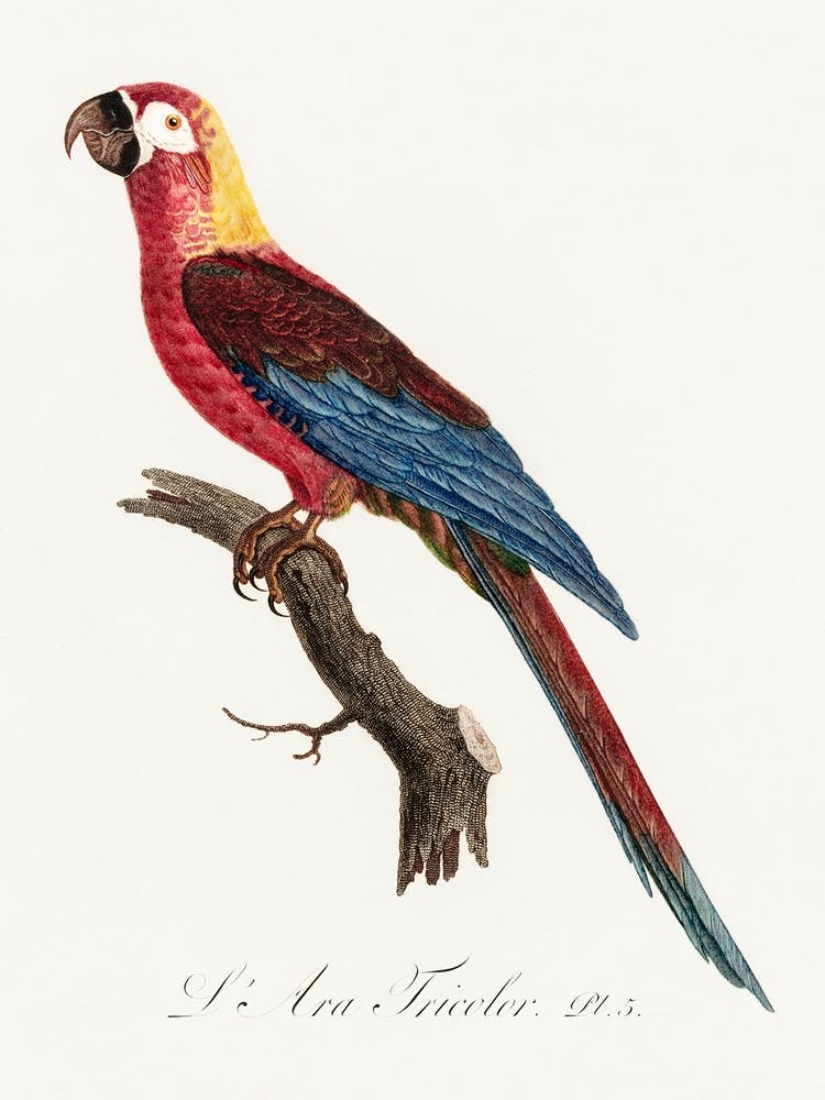 Cuban Macaw, From Natural History Of Parrots, Francois Levaillant