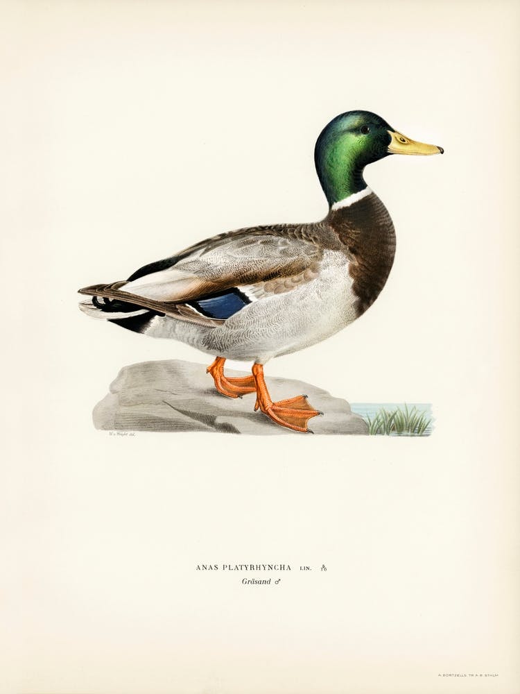 Mallard Male, The Von Wright Brothers