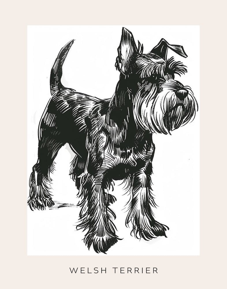 Welsh Terrier Hund Linienskizze 1 Poster