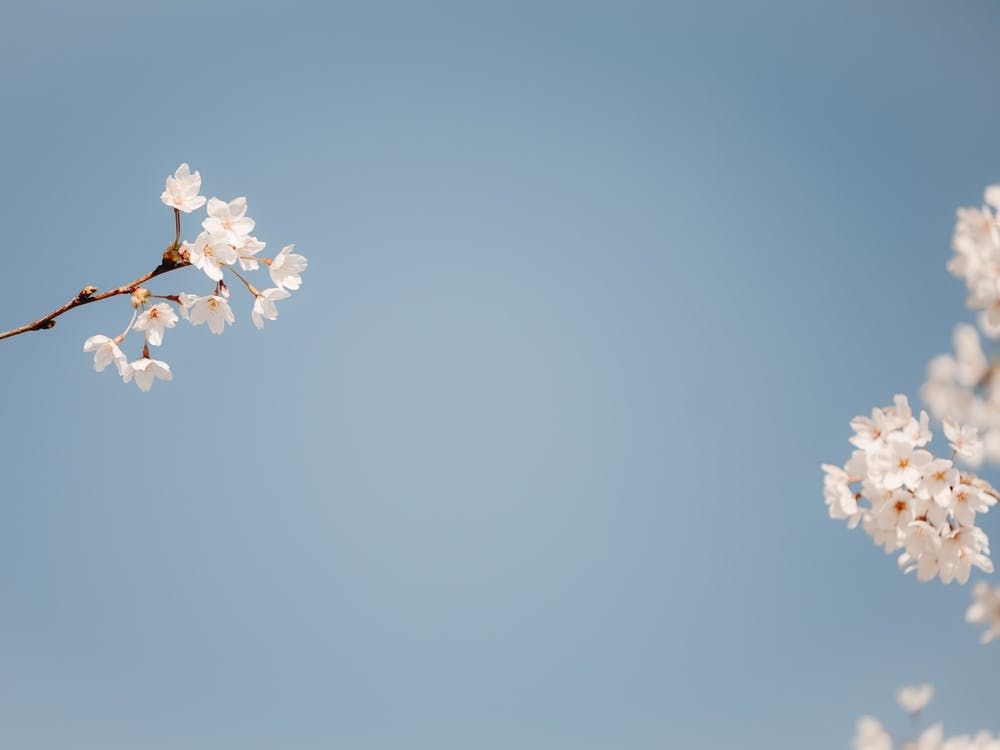 Blossom and blue sky | Spring time | The Netherlands