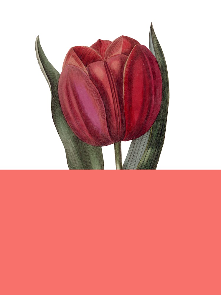 Red Tulip