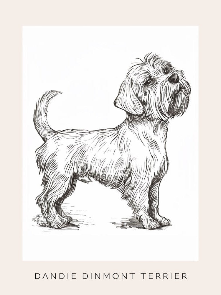 Dandie Dinmont Terrier Dog Line Sketch 3 Poster