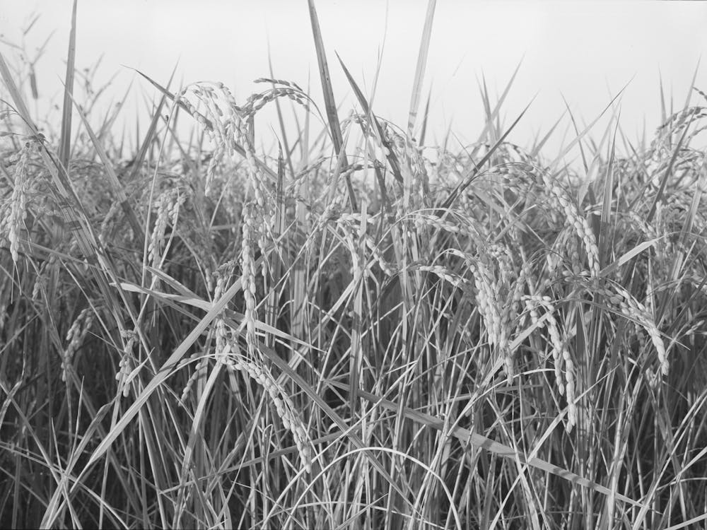 Rice,Crowley, Louisiana By Russell Lee
