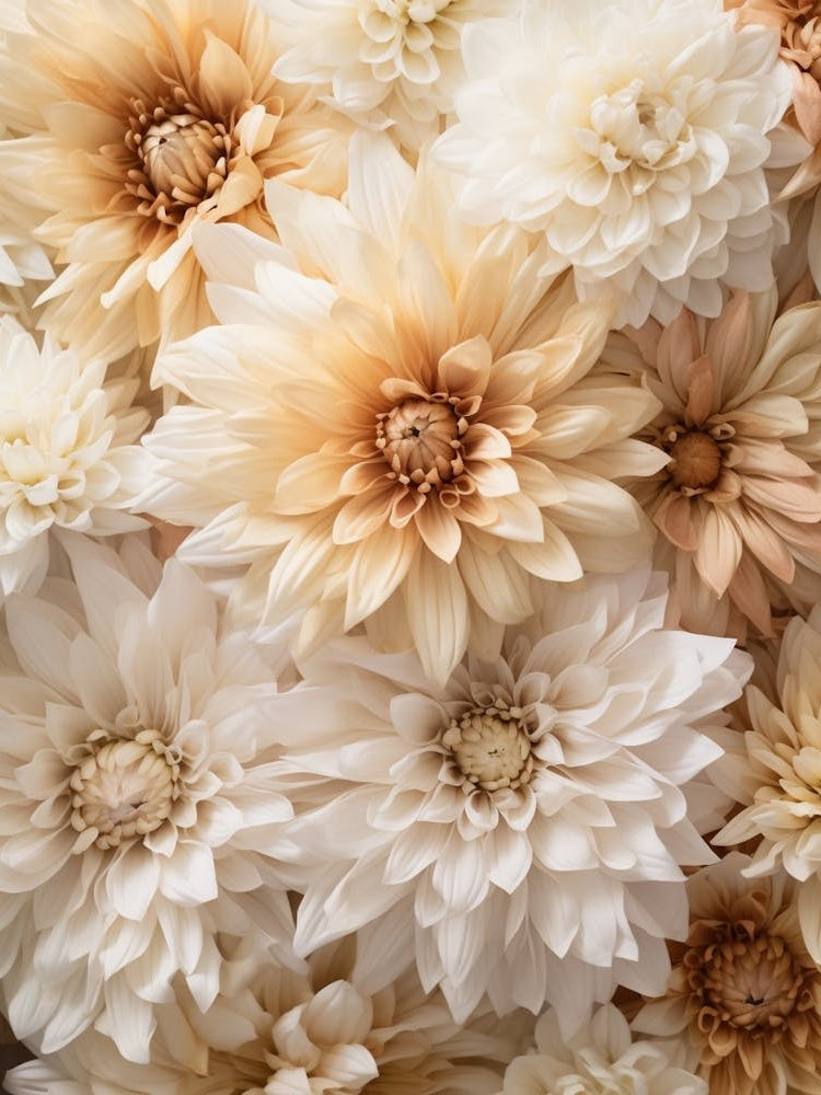 Boho Dried Flowers Chrysanthemum 3