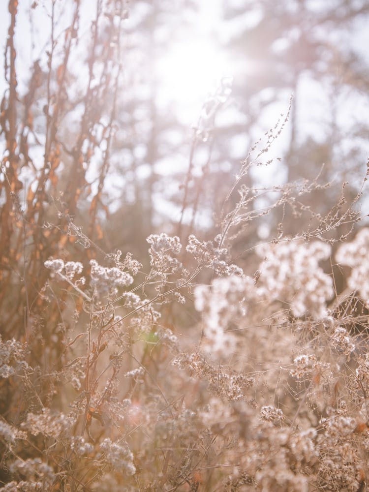 Afternoon Glow
