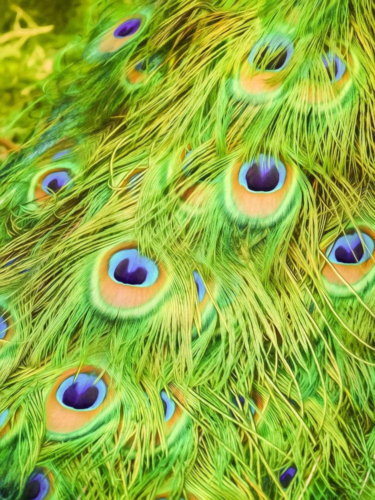 Peacock Feathers