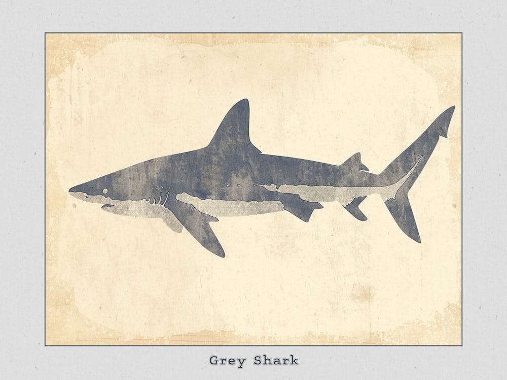 Grey Shark Silhouette 5 Poster