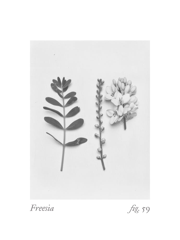 Freesia Botanical Collage 1