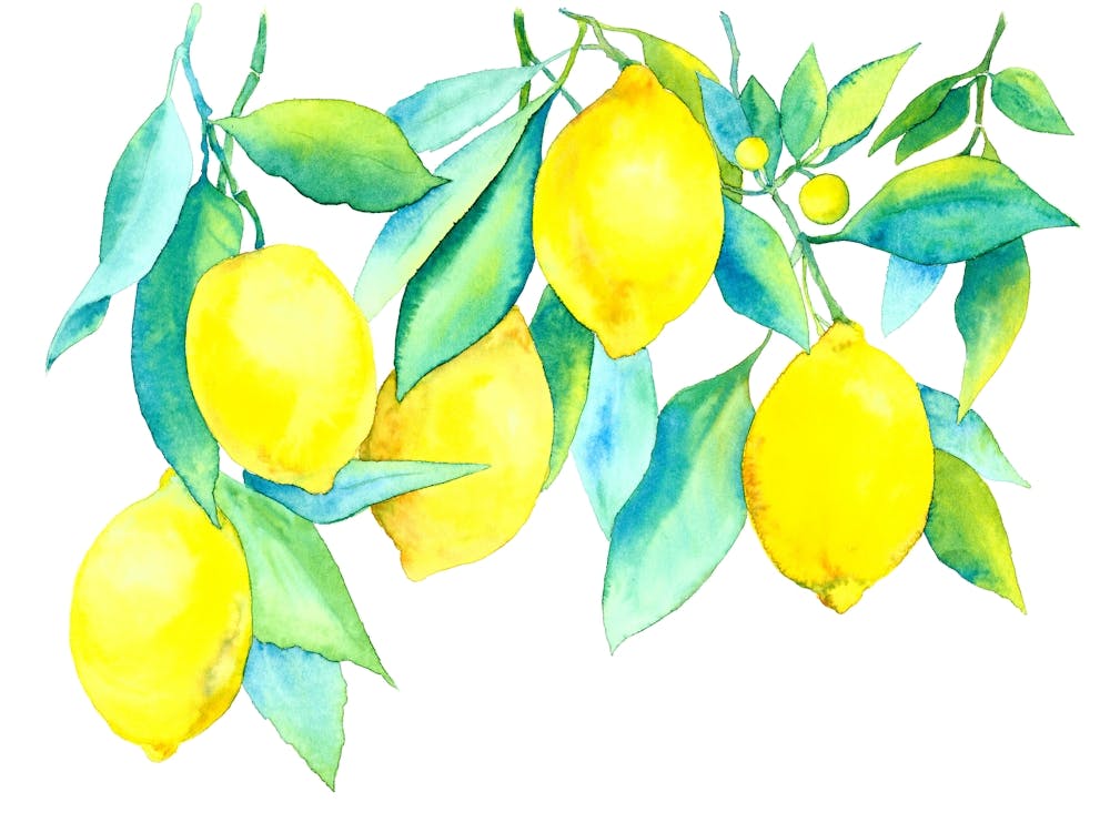 Lemons On A Branch Watercolor