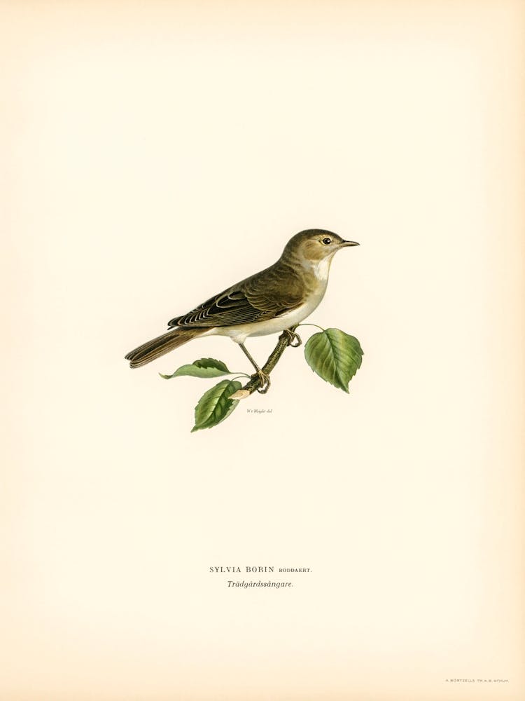 Garden Warbler, The Von Wright Brothers