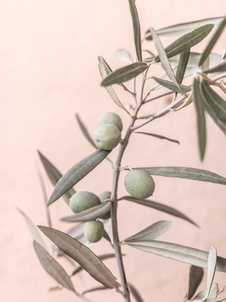 Spanish Olive