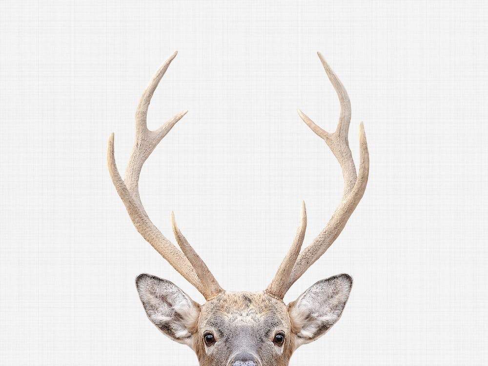 Deer I