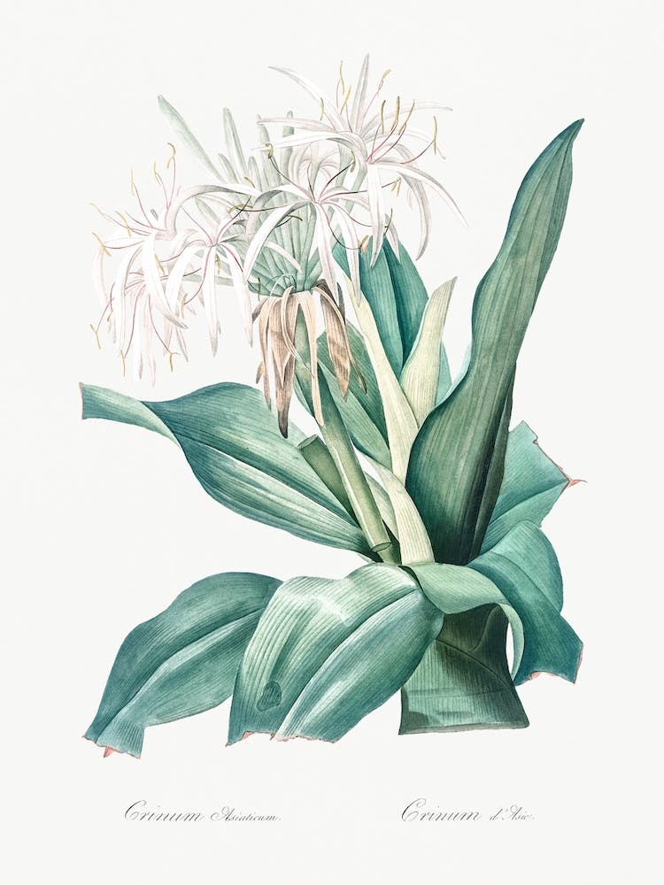 Giftzwiebel-Illustration Aus Les Liliacées, Pierre Joseph Redouté