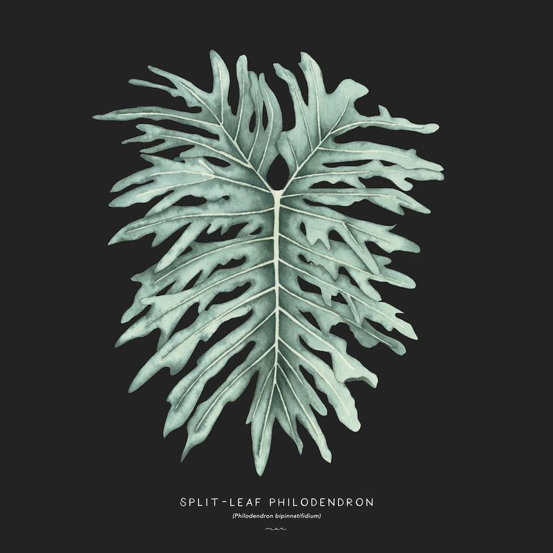 Split Leaf Square