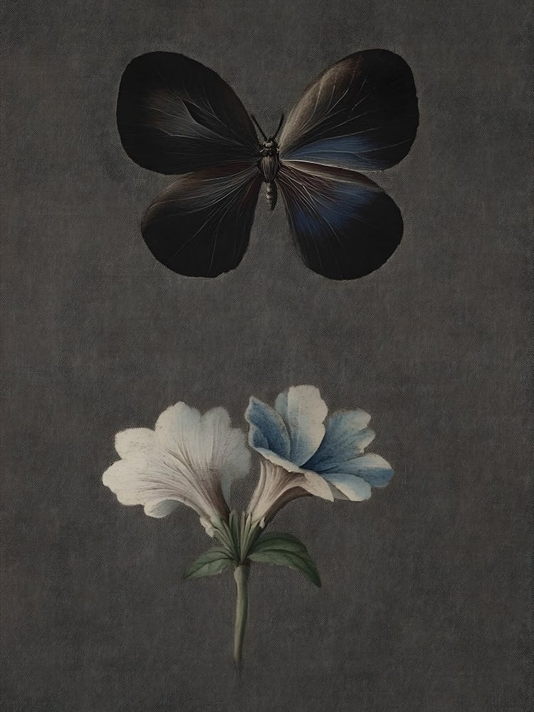 Butterfly And Flower