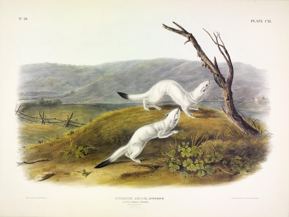 Little Nimble Weasel, John James Audubon