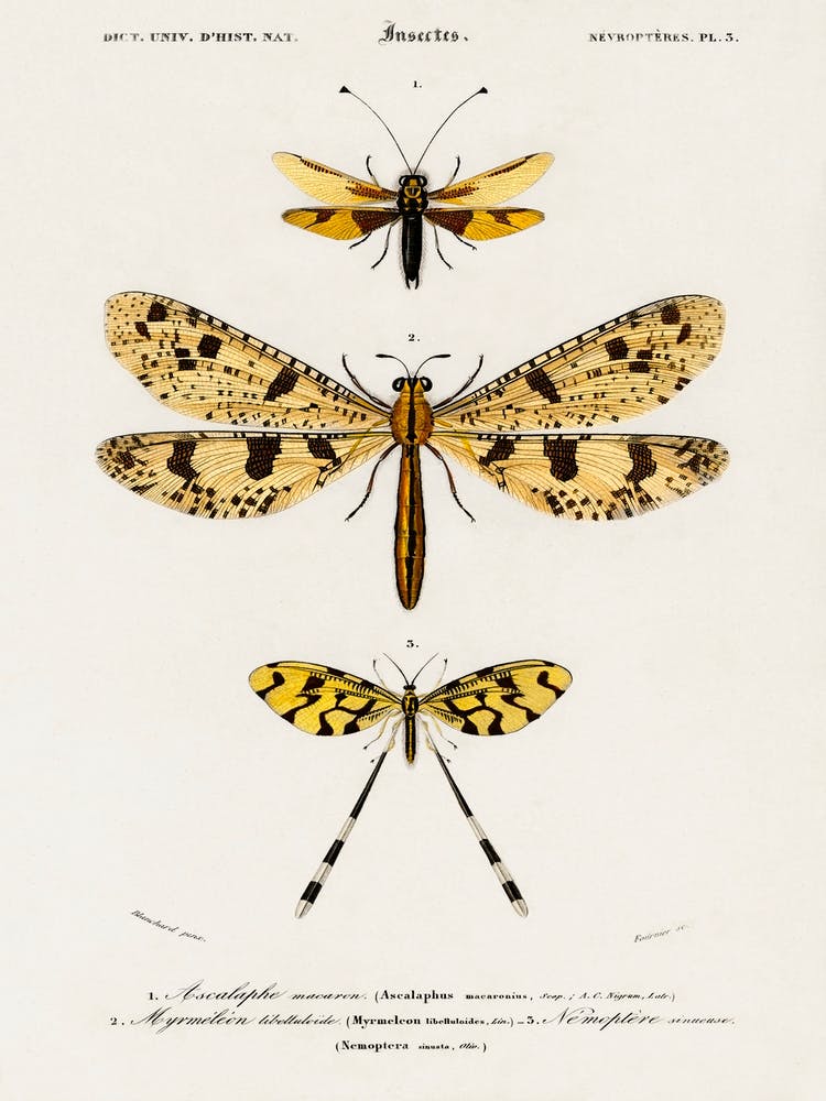 Collection Of Insects, Charles Dessalines D'Orbigny