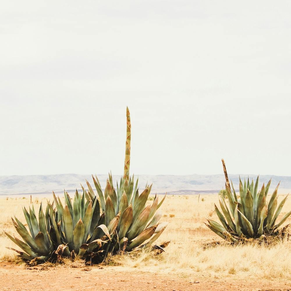 Century Plants Square