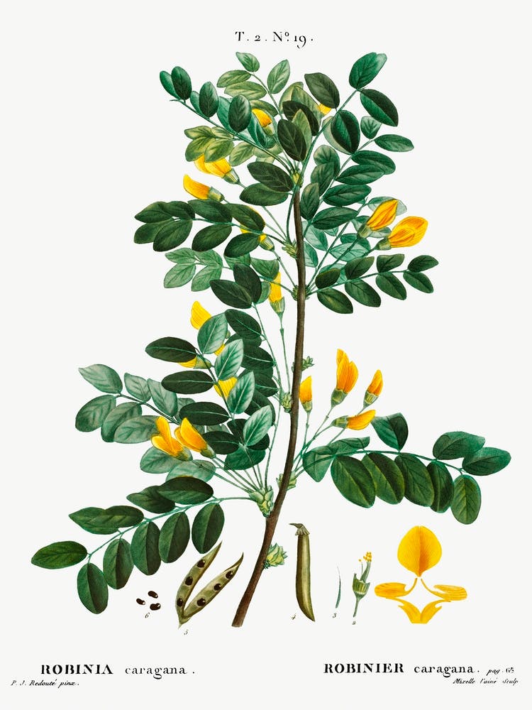 Siberian Pea Tree, Pierre Joseph Redoute