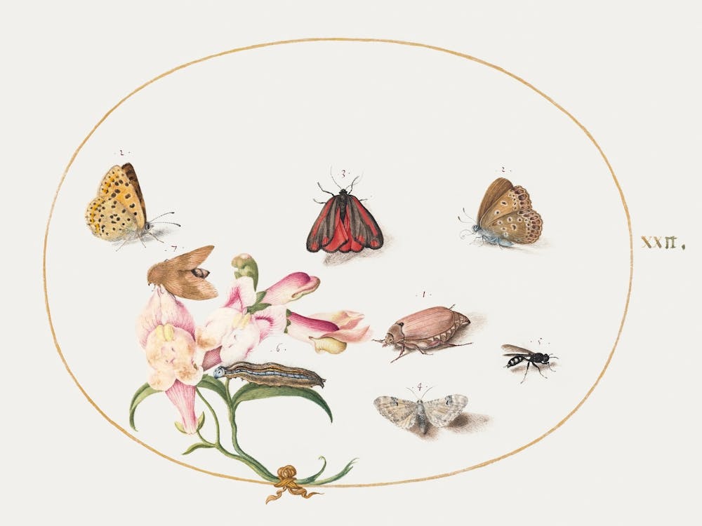Butterflies With Other Insects And A Snapdragon (1575–1580), Joris Hoefnagel