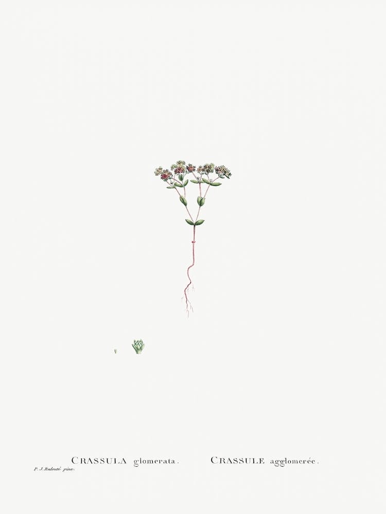 Crassula Glomerata, Pierre Joseph Redoute