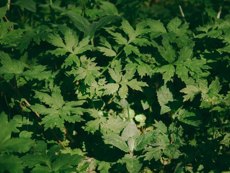 Some Greenery II